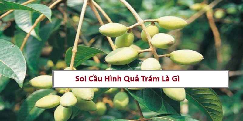 soi-cau-hinh-qua-tram-la-gi